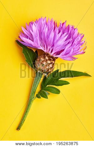 Purple Flower On Yellow Background.blooming Whitewash Cornflower.