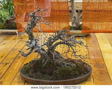 MOSCOW, RUSSIA, MAY 13, 2017: Oriental hornbeam - Bonsai in the style of 