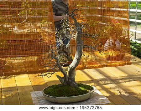 MOSCOW, RUSSIA, MAY 18, 2017: Oriental hornbeam - Bonsai in the style of 