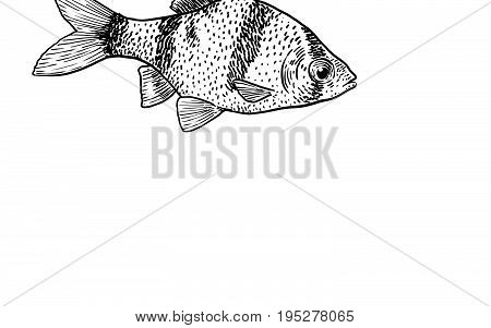 Neon tetra illustration, drawing, engraving, ink, line art
