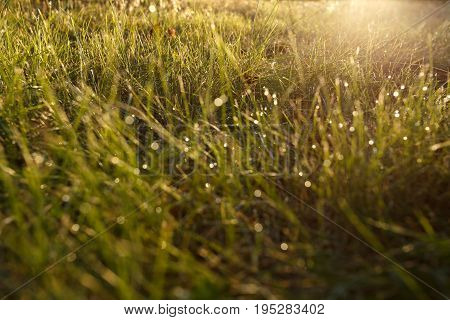 Dew on the grass in backlight close