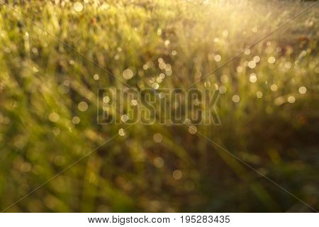 Blured dew on the grass in backlight close