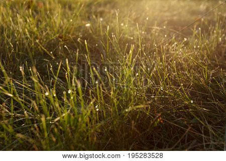 Dew on the grass in backlight close
