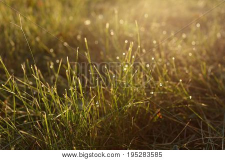 Dew on the grass in backlight close