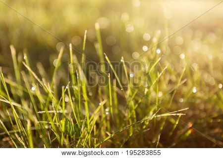 Dew on the grass in backlight close