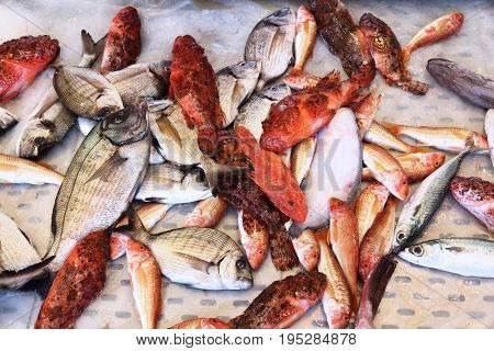 Italy Fish Market