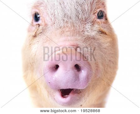Cabeza de cerdo