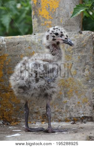 Western Gull Chick (Larus occidentalis) in California. USA