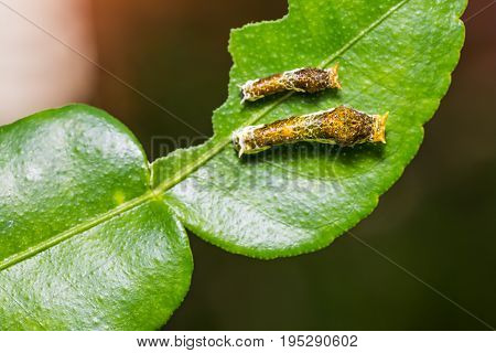 Lime Butterfly Or Common Mormon Caterpillars