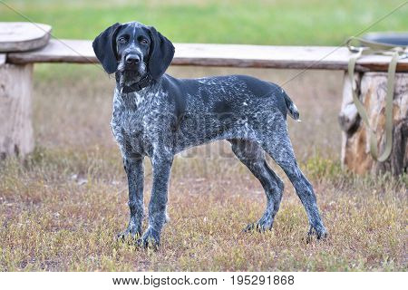 Hunting Dog Breed German Wirehaired Pointer