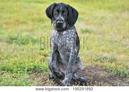 Hunting Dog Breed German Wirehaired Pointer