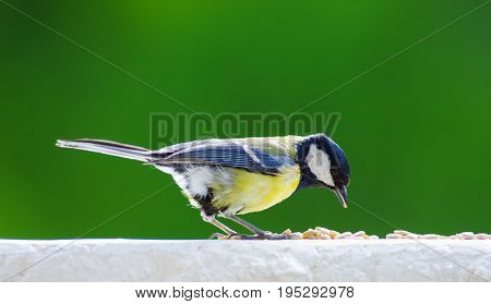 Great tit feeding with sunflower seeds on balcony edge