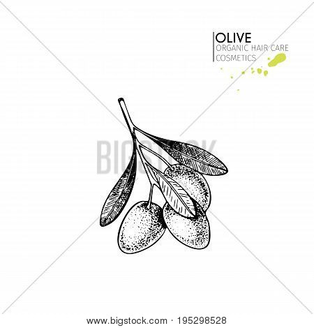 Vector set of hair care ingredients. Organic hand drawn elements. Farm market vegetables. Olive branch. Use for cosmetic package, shop, store, products,  spa salon, wellnes program, skin.