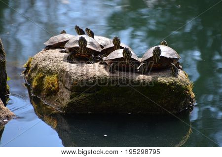 turtle gathering on rock island in lake