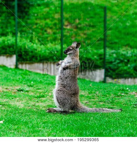 Beautiful Kangaroo On The Farm In Alsace