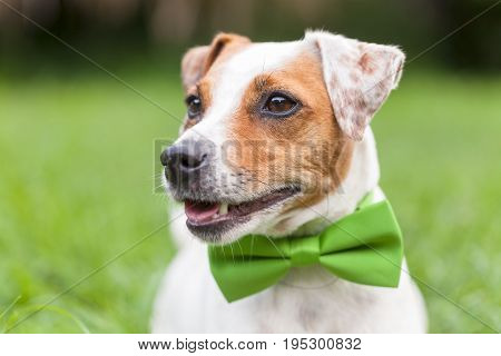 Portrait Of A Jack Russell Terrier Dog With A Green Tie