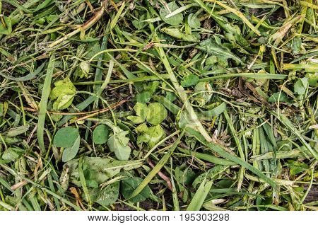 Close up of a grass, in grass background.