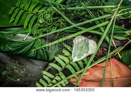 Close up of a grass, in a wooden background in the forest.