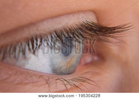 Human eye close-up. Pupil close-up. Large eyelashes.