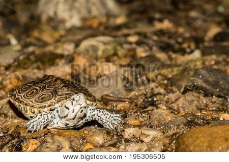 A close up of a Juvenile Northern Diamondback Terrapin