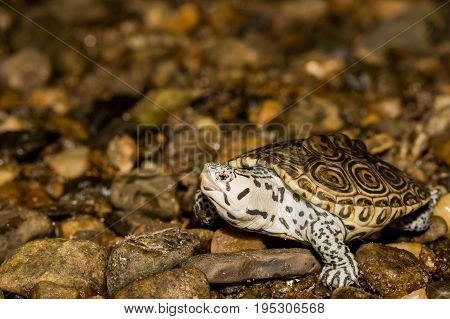 A close up of a Juvenile Northern Diamondback Terrapin