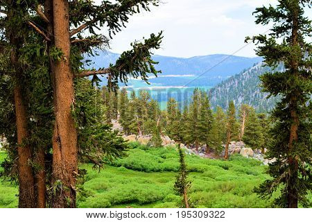 Lodgepole Pines also known as twisted pines taken in the high altitudes of the Sierra Nevada Mountains, CA