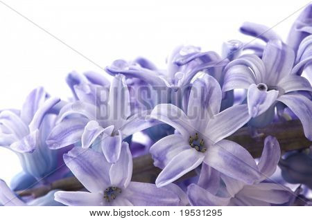 hyacinthus ดอกไม้บนพื้นสีขาว