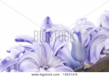 hyacinthus ดอกไม้บนพื้นสีขาว