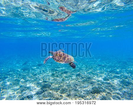 Green turtle in sea water. Marine tortoise swims in shallow seawater. Green sea turtle underwater photo. Sunny tropical lagoon and marine animal. Endangered marine species. Tropical seashore wildlife