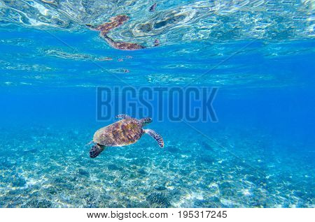 Sea turtle in blue water. Marine tortoise swims in shallow seawater. Green sea turtle underwater photo. Sunny tropical lagoon and marine animal. Endangered marine species. Tropical seashore wildlife