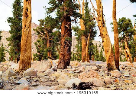 Lodgepole Pine Trees also known as twisted pines taken in the high elevations of the Sierra Nevada Mountains, CA