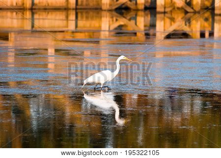 View of Egret in sound at sunset near Currituck, Outer Banks, North Carolina