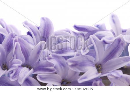 hyacinthus ดอกไม้บนพื้นสีขาว