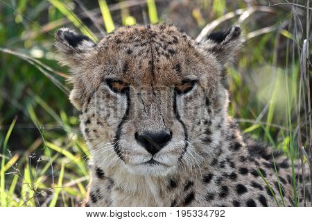 Shouth African Cheetah resting in the shadow