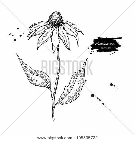 Echinacea vector drawing. Isolated purpurea flower and leaves. Herbal engraved style illustration. Detailed botanical sketch for tea, organic cosmetic, medicine, aromatherapy
