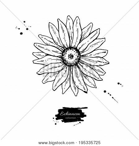 Echinacea vector drawing. Isolated purpurea flower and leaves. Herbal engraved style illustration. Detailed botanical sketch for tea, organic cosmetic, medicine, aromatherapy