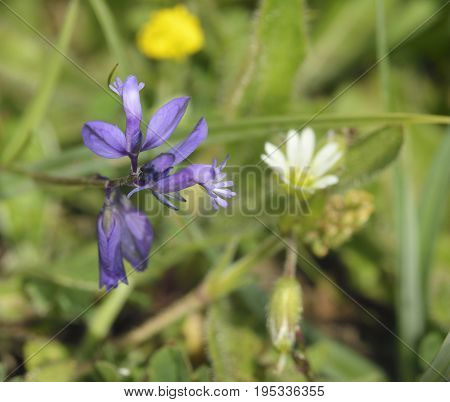 Common Milkwort