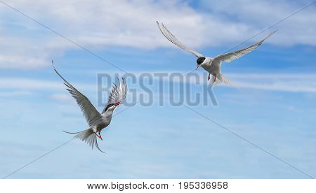Artic Turns Farnes Island - Sterna Paradisaea