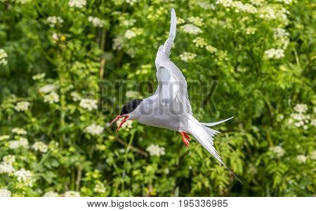 Artic Turns Farnes Island - Sterna Paradisaea