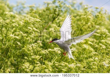 Artic Turns Farnes Island - Sterna Paradisaea