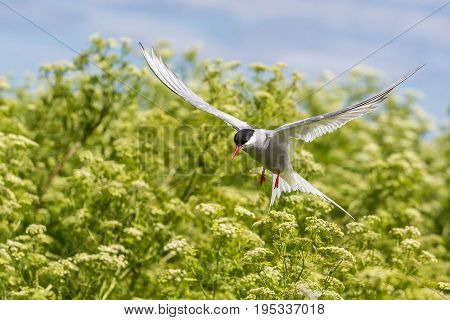 Artic Turns Farnes Island - Sterna Paradisaea