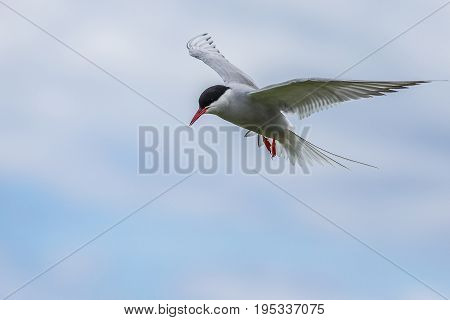 Artic Turns Farnes Island - Sterna Paradisaea