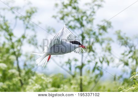 Artic Turns Farnes Island - Sterna Paradisaea