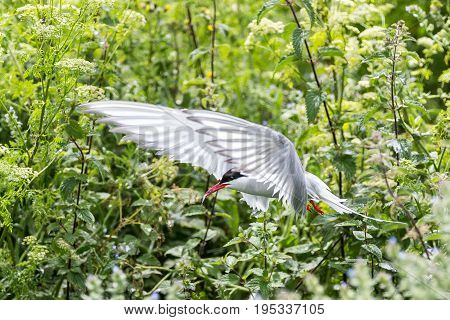 Artic Turns Farnes Island - Sterna Paradisaea