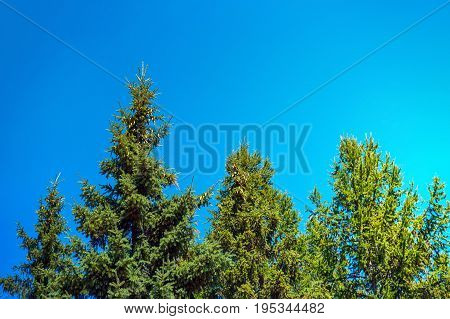 Spruce In The Summer