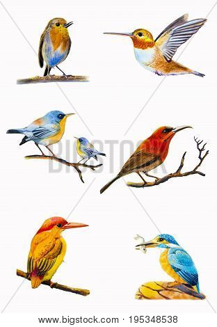 Bird set watercolor original painting colorful of birds isolated on white background. Hand painted realistic