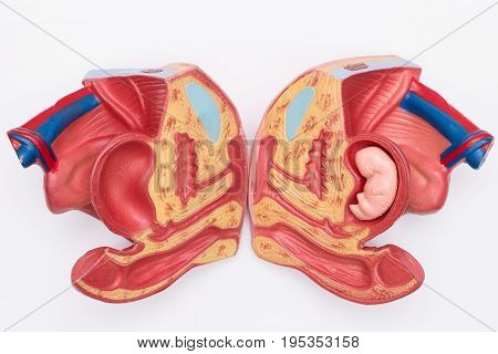 Close-up of Internal organs dummy on white background. Human anatomy model. Female reproductive system.
