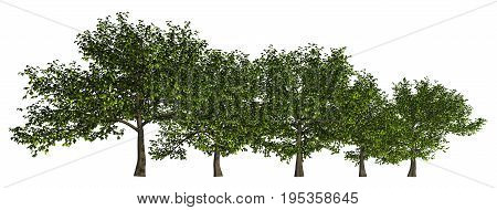 3D illustration trees row isolated on white, can be used for matte painting.