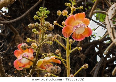Sal flower or shal flower or cannon ball flower
