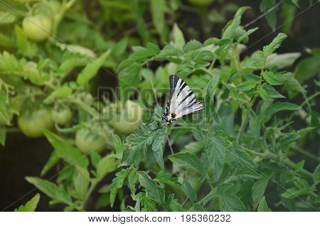 Scarce Swallowtail (iphiclides Podalirius) Rare European Butterfly Is Sitting On The Bushes Of A Blo